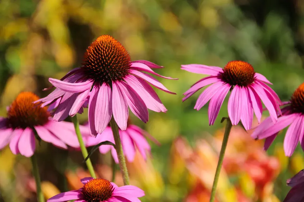 kiedy sadzić jeżówki? poradnik dla ogrodnika