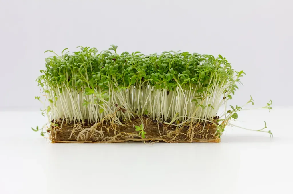 jak posadzić rzeżuchę na wacikach? 