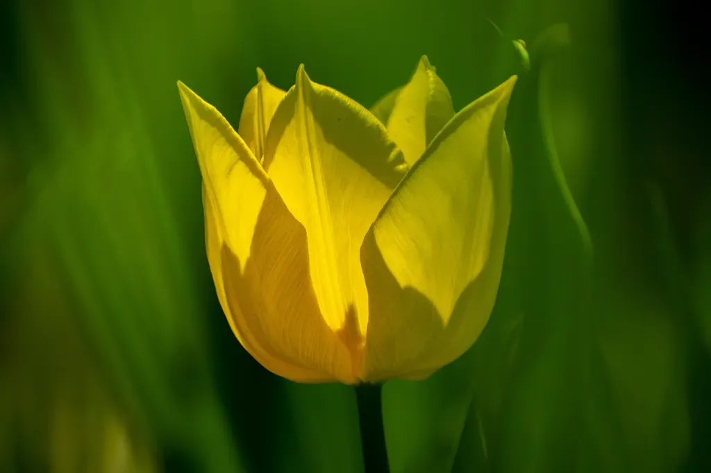 jak zwalczyć mączniaka