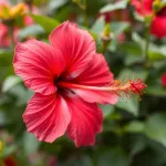 Hibiskus bagienny: kiedy przycinać, aby cieszyć się kwiatami?
